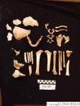 L_V20d5053 A16.78 R827 lR ta skeletal condition photo.JPG L_V20d5053 A16.78 R827 lR ta skeletal condition photo